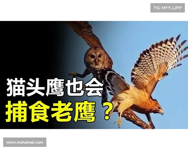 猎食者攻略:征服食物链顶端 猎食者攻略:征服食物链顶端